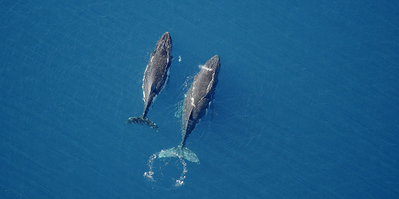 Baleine dans le Grand Sud, Nouvelle-Calédonie