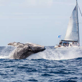 Meet humpback whales