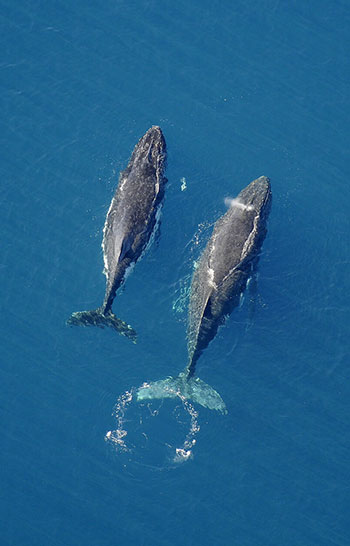Observation des baleines en Nouvelle-Calédonie