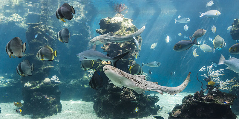 Nouméa Lagoons Aquarium