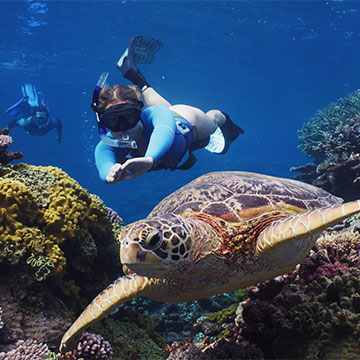 Randonnée palmée avec une tortue en Nouvelle-Calédonie