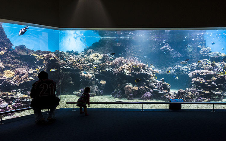 Aquarium des Lagons in Noumea