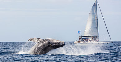 Observation des baleines, Yaté, Nouvelle-Calédonie