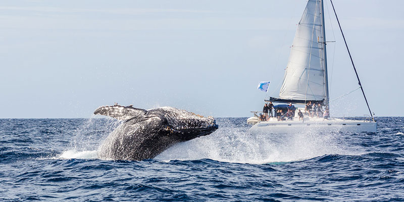 Sortie baleine en Nouvelle-Calédonie